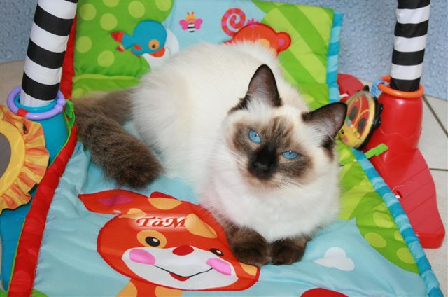 Ragdoll à Malice