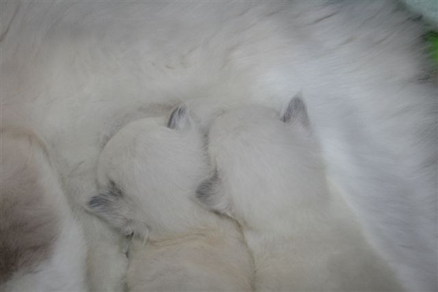 bébés 