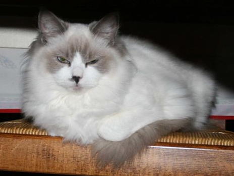 Etti Ragdoll bleue point et blanc