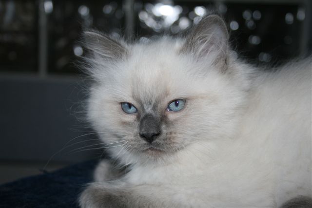 Bleue colourpoint