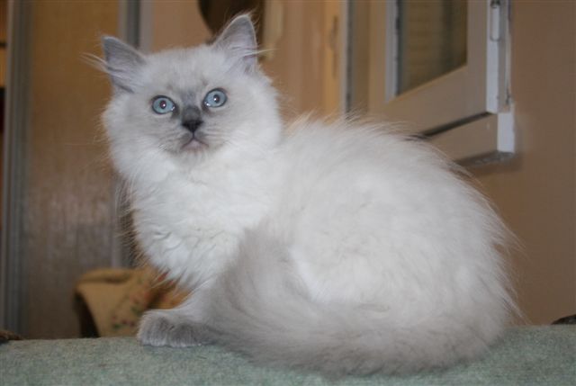 Eaven Ragdoll bleu point