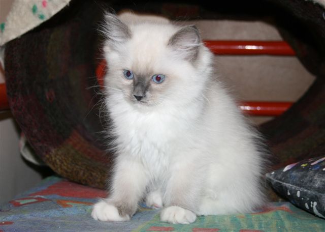 bleue mitted