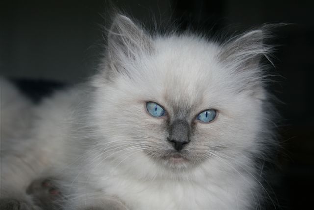 Bleue colourpoint