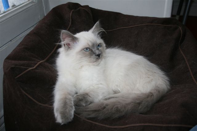 Elcee Ragdoll bleue Point