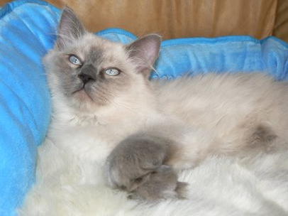 Ermes Ragdoll Bleu Point