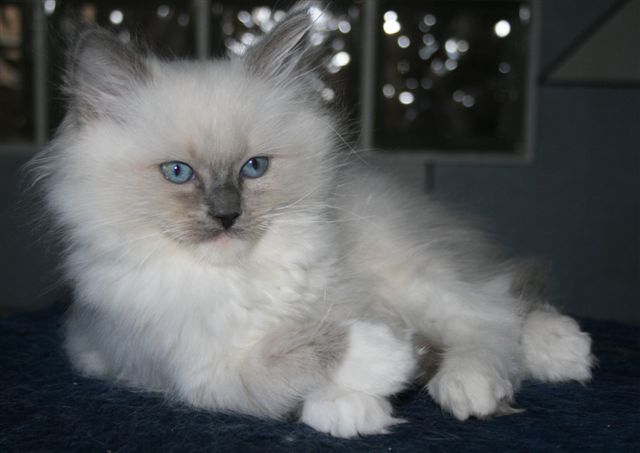 Bleu mitted