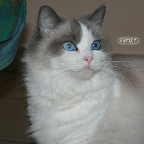 Ragdoll à Malice