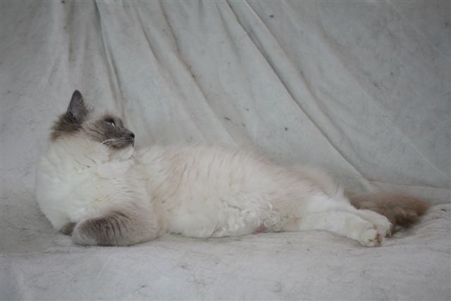 Diva Doline