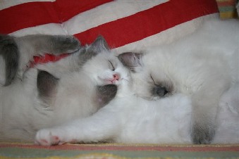 Ragdoll à Malice