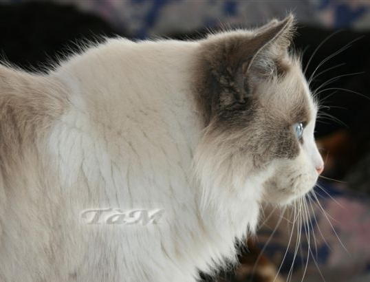 Deedee Djïn Ragdoll à Malice