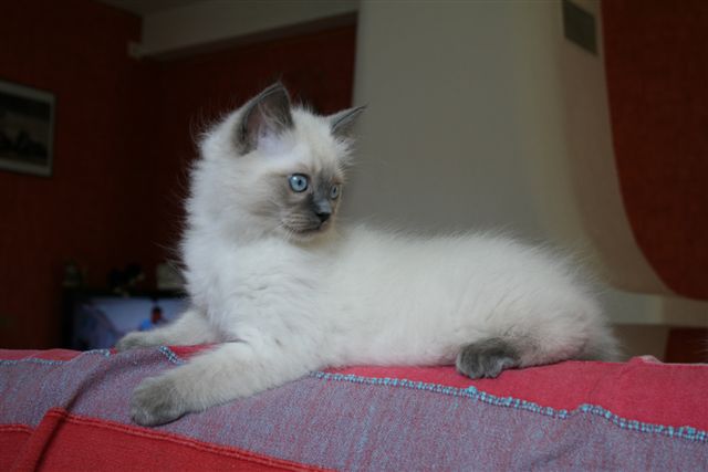 Ragdoll a malice
