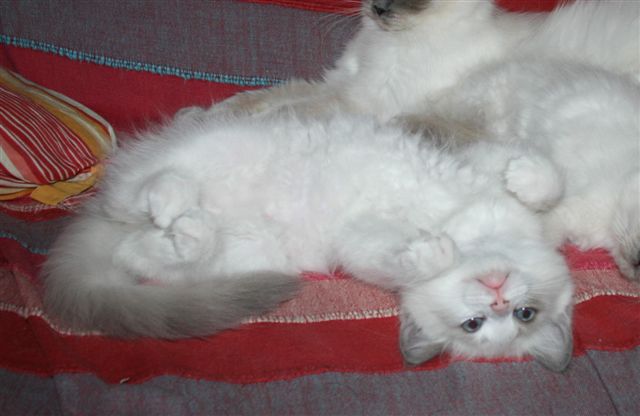 Ragdoll a malice