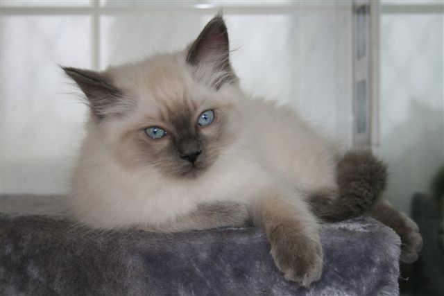 Ragdoll a malice