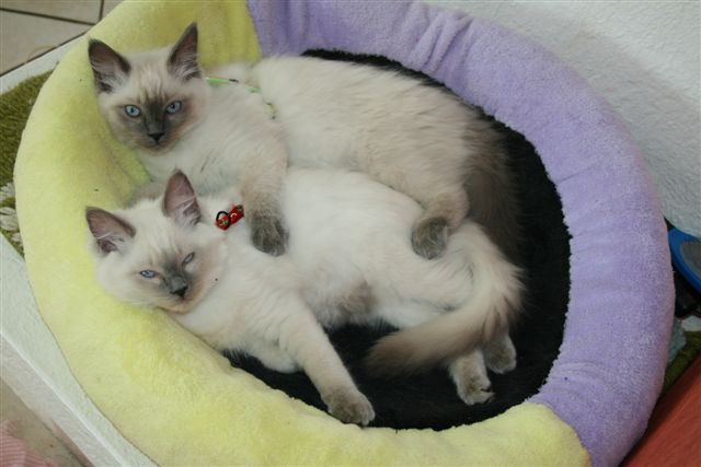 Ragdoll à Malice