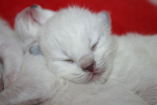 Ragdoll