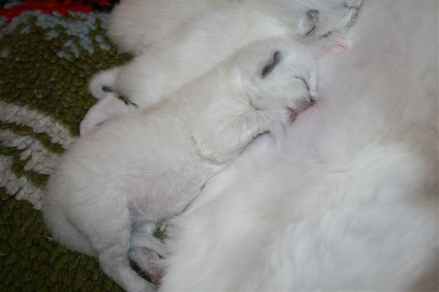  Ragdoll à Malice