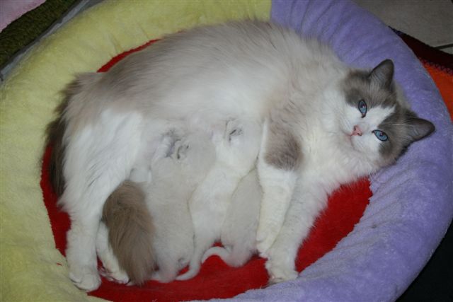 Ragdoll à Malice