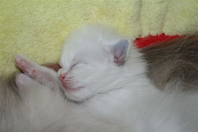 Ragdoll à Malice
