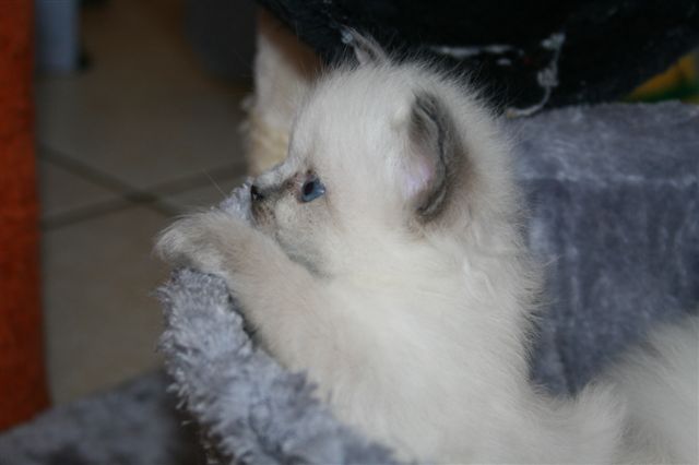 Ragdoll à Malice