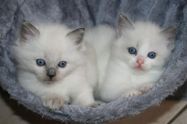 Ragdoll à malice