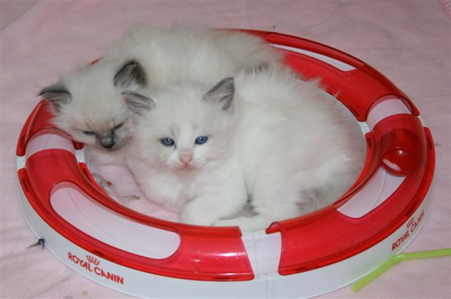 Ragdoll à Malice