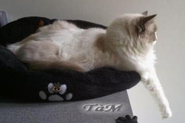 Ragdoll à Malice