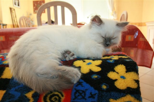 Ragdoll à Malice