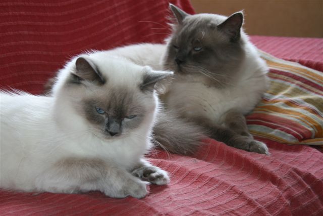 Ragdoll à Malice