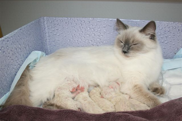 Ragdoll à Malice