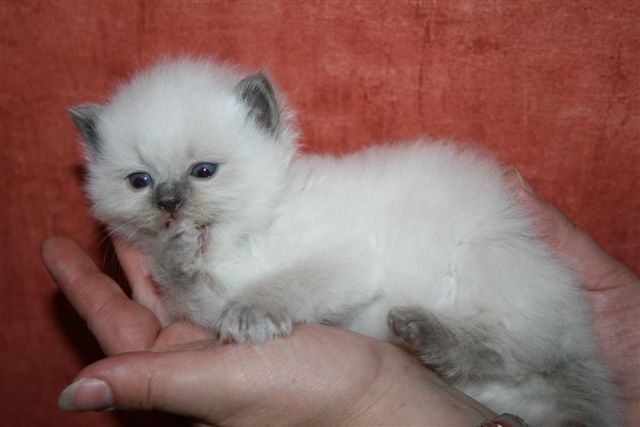 Ragdoll à Malice