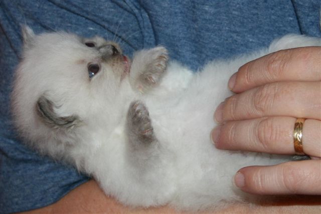 Ragdoll à Malice