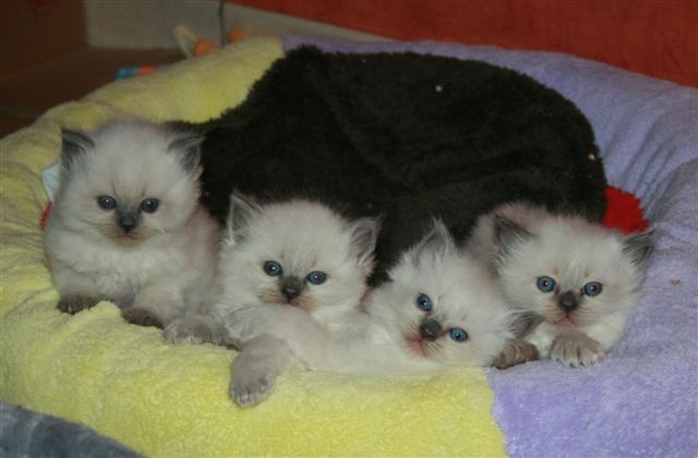 Ragdoll à Malice