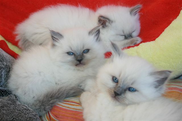 Ragdoll à Malice