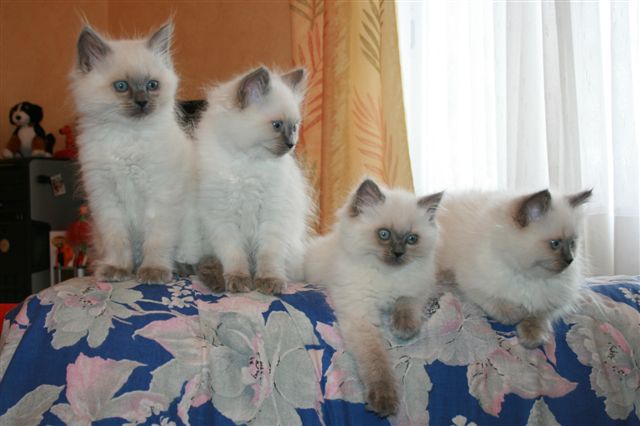 Ragdoll à Malice
