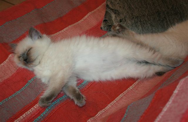 Ragdoll à Malice