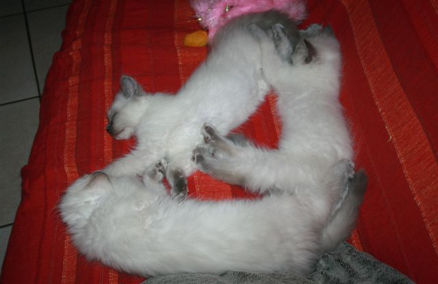 Ragdoll à Malice