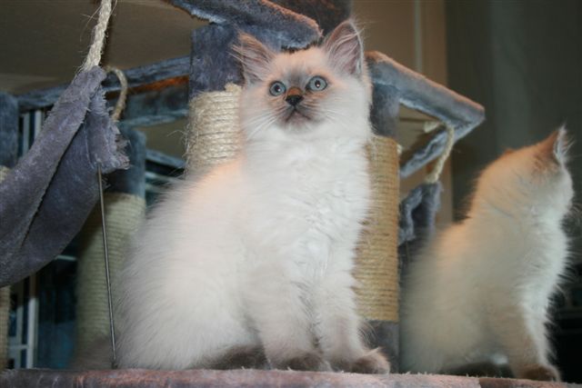 Ragdoll à Malice