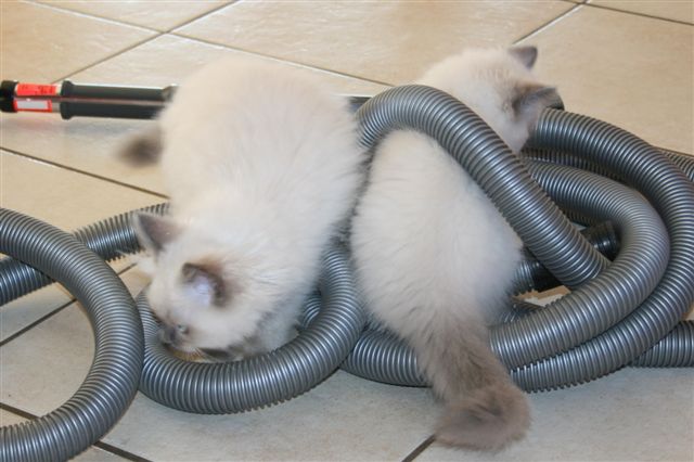 Ragdoll à Malice