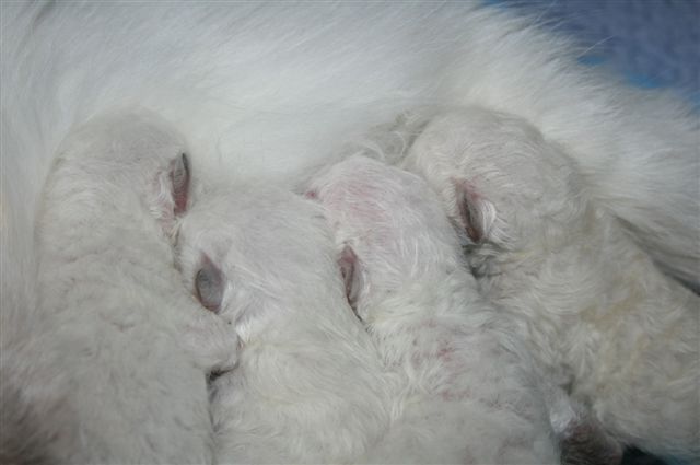 Ragdoll à Malice