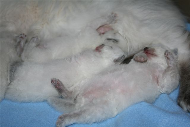 Ragdoll à Malice