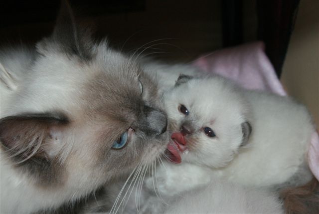 Ragdoll à Malice