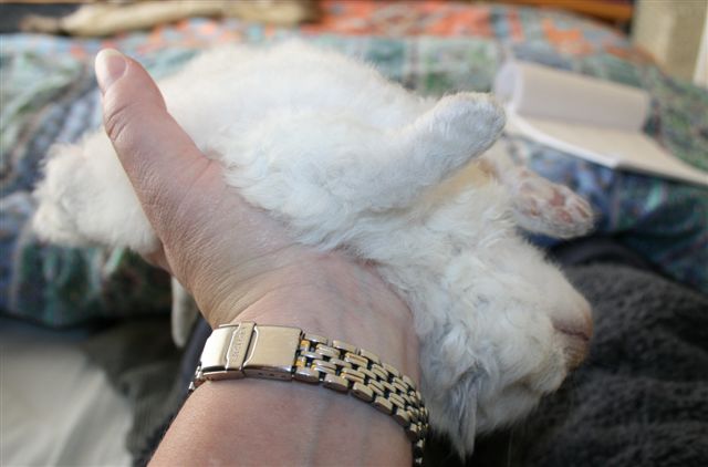 Ragdoll à Malice