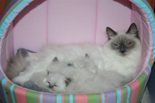 Ragdoll à Malice