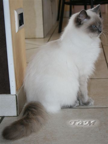 Fee line Ragdoll