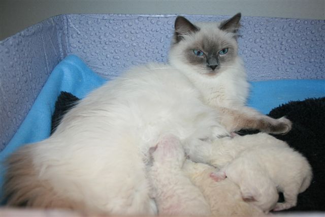 Ragdoll à Malice