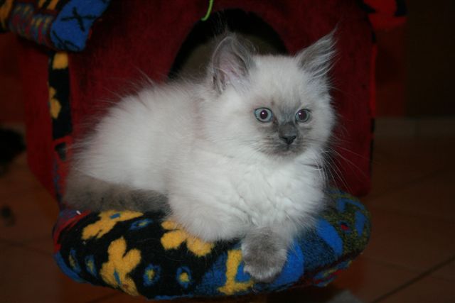 Ragdoll à Malice