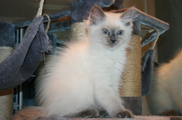 Ragdoll à Malice