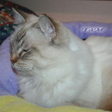 Ragdoll à Malice