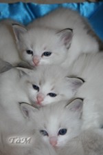 Ragdoll à Malice