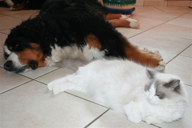 ragdoll à malice